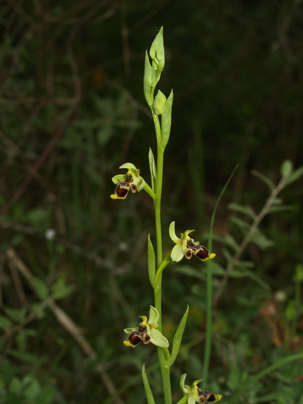 Ophrys conradiae - (1 parte)